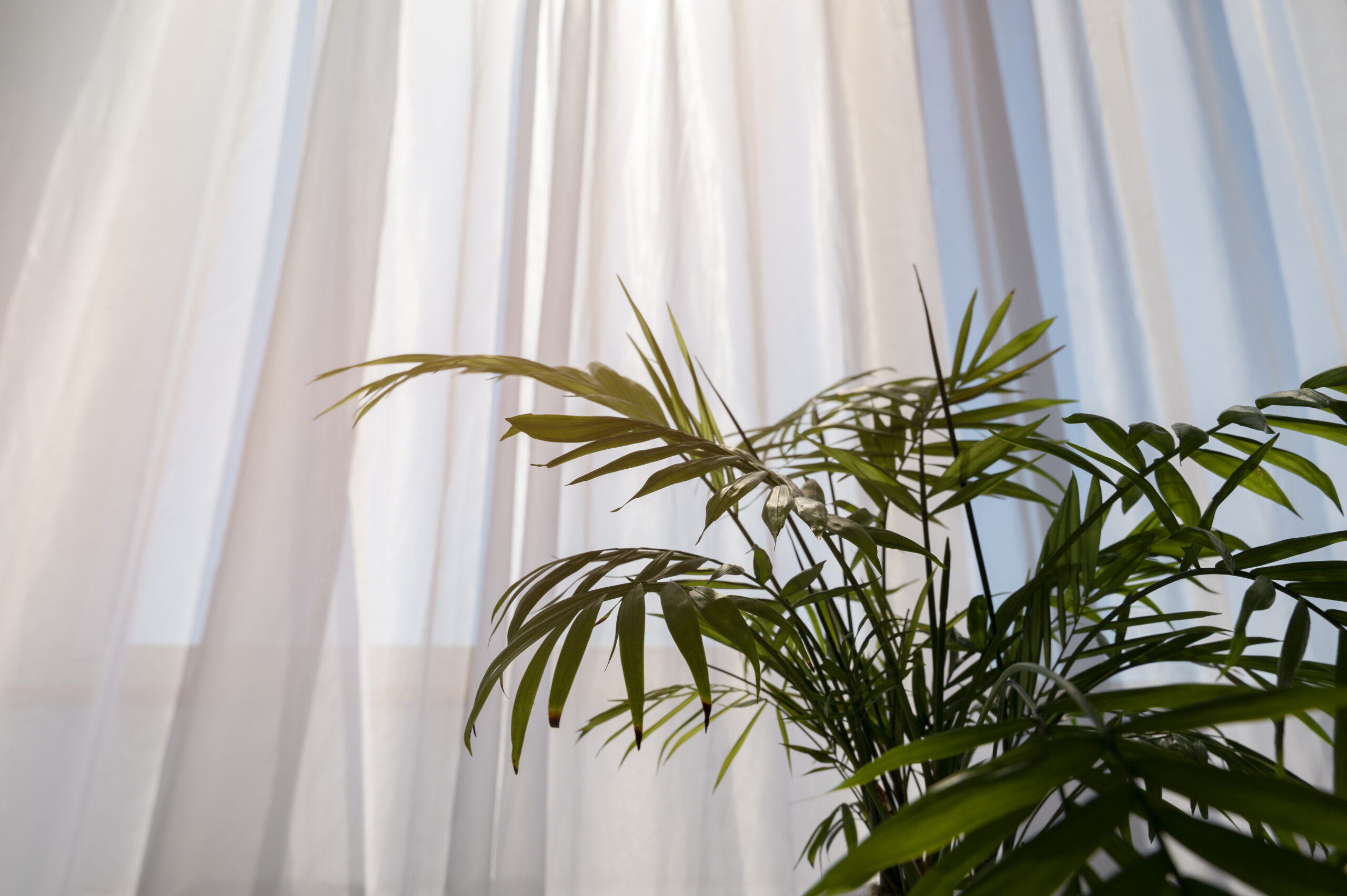 sheer curtain